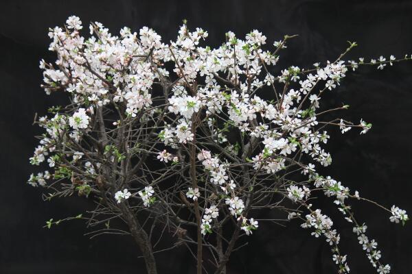 櫻花怎么澆水，不同的季節(jié)植株對(duì)水分的需求也不同