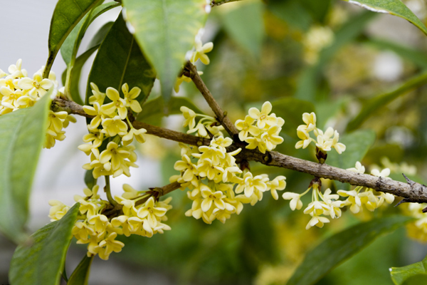 桂花樹(shù)移栽后葉子枯萎，因?yàn)橹仓隂](méi)有適應(yīng)新環(huán)境