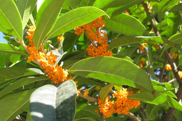 桂花樹(shù)移栽后葉子枯萎，因?yàn)橹仓隂](méi)有適應(yīng)新環(huán)境