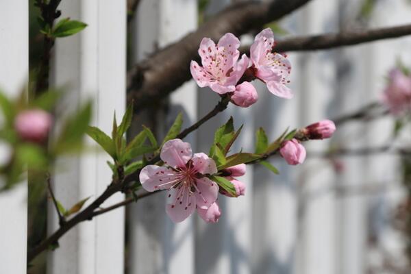 櫻花爛根是怎么回事，櫻花爛根原因以及處理方法