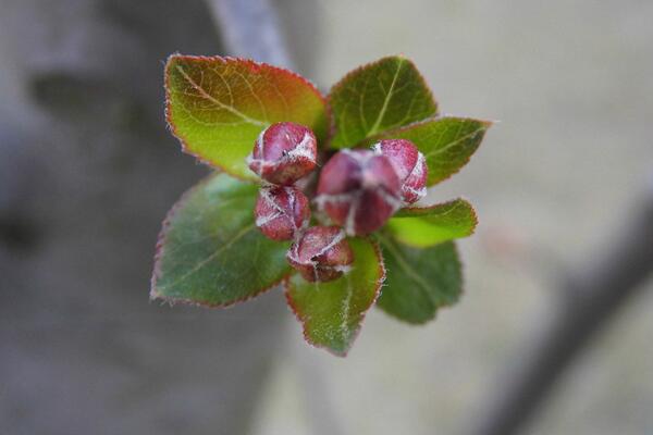 櫻花爛根是怎么回事，櫻花爛根原因以及處理方法