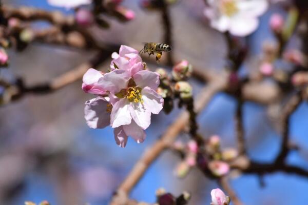 櫻花爛根是怎么回事，櫻花爛根原因以及處理方法