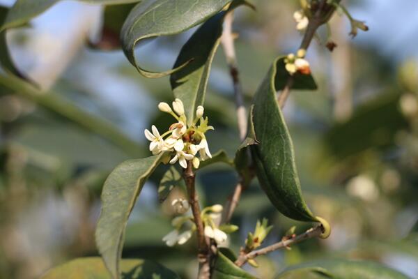 桂花樹(shù)怎么養(yǎng)，5步教你養(yǎng)好桂花樹(shù)