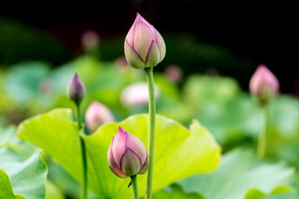 荷花冬天會(huì)開(kāi)花嗎，華南地區(qū)冬天可以開(kāi)花