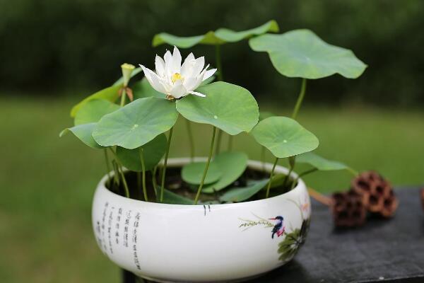 摘下來的荷花怎么養，修剪過后可插入花瓶中養護