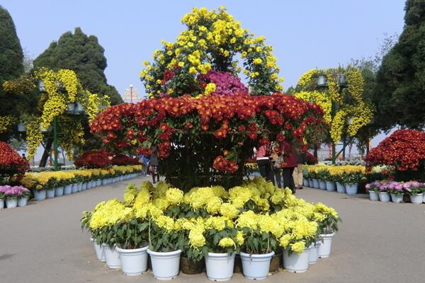 菊花怎么修剪，4步即可完成菊花的修剪