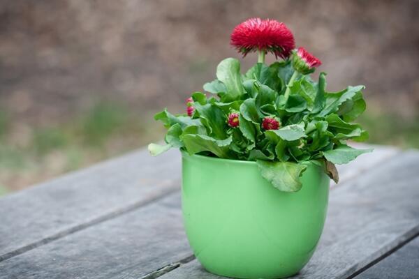 菊花葉子變黑怎么回事，可能是感染了褐斑病