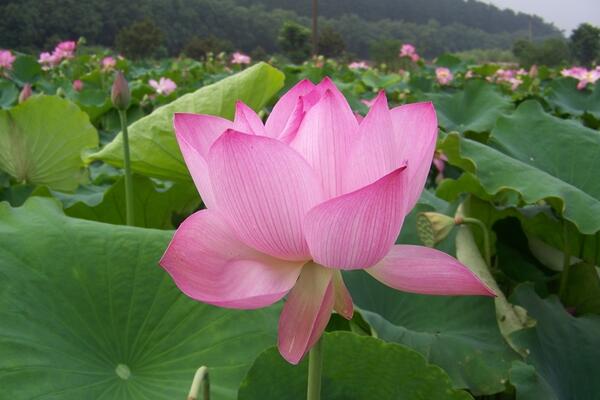 家里為什么不能養荷花，陰氣重且不聚財