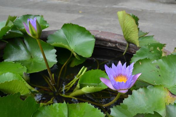 家里為什么不能養荷花，陰氣重且不聚財