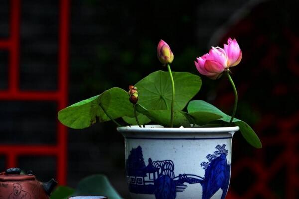 荷花的種植及其注意事項(xiàng)，種子的處理非常關(guān)鍵