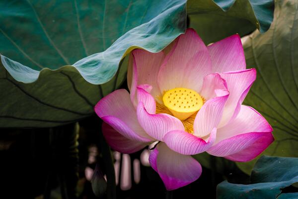 荷花的種植及其注意事項(xiàng)，種子的處理非常關(guān)鍵