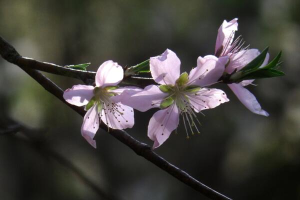 桃花什么時(shí)候開(kāi)，每年的3~4月綻放