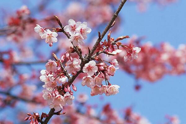 桃花怎么施肥，桃花四季施肥要點(diǎn)