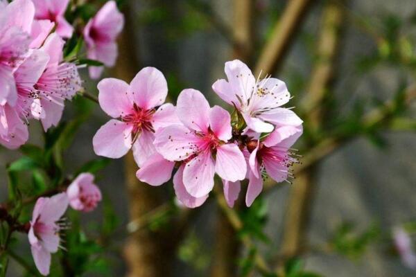 桃花怎么施肥，桃花四季施肥要點(diǎn)