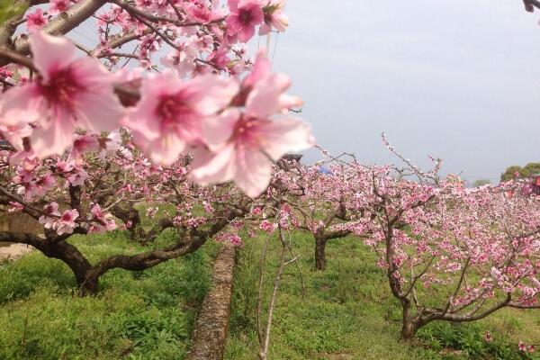 如何延長桃花花期，加強光照并保證養分