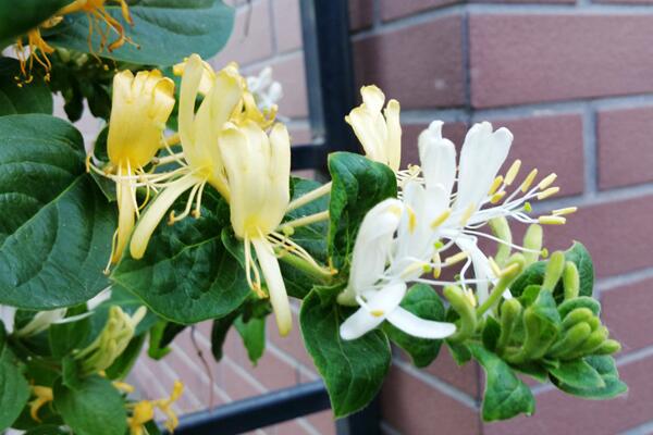 金銀花為什么不開花，可能是光照、養分不足導致