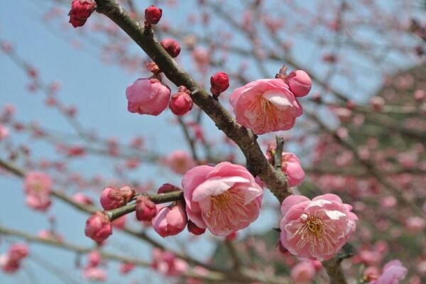 梅花葉子發黃怎么辦，分析原因并及時解決