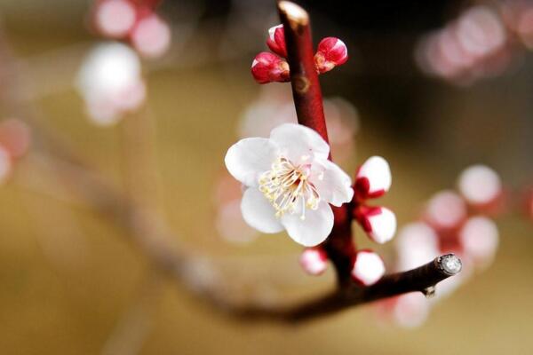 梅花根發(fā)霉能救活嗎，及時修剪并更換土壤