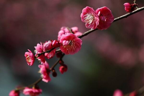 盆栽梅花怎么施肥，梅花施肥四大要點