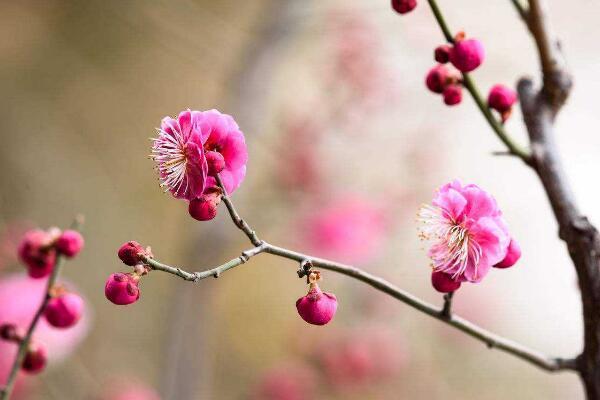 盆栽梅花怎么施肥，梅花施肥四大要點