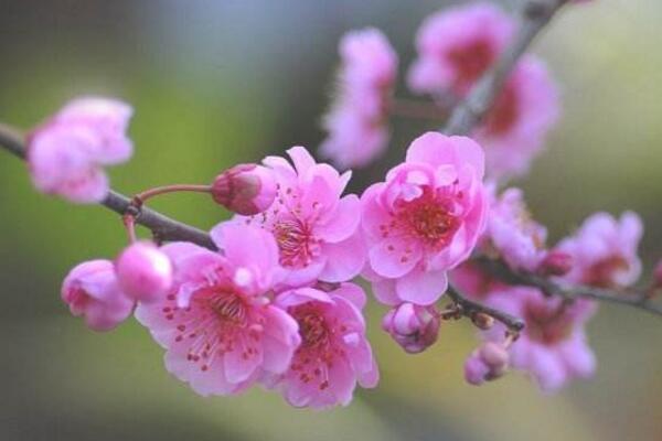 盆栽梅花怎么施肥，梅花施肥四大要點