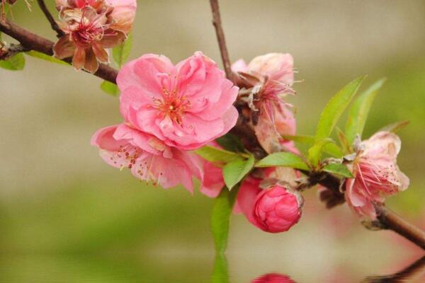 桃花的栽培方法，栽培后的養(yǎng)護(hù)非常關(guān)鍵