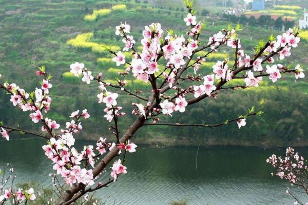 桃花的栽培方法，栽培后的養(yǎng)護(hù)非常關(guān)鍵