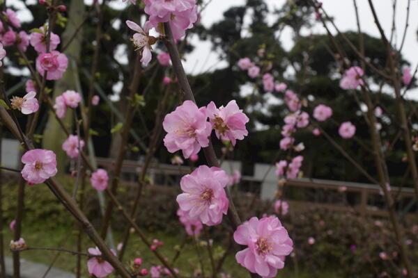 桃花種子怎么種，必須使用處理后的種子種植