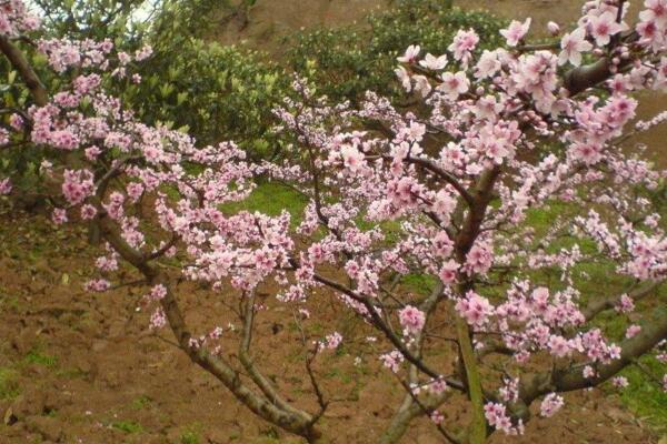 桃花秋天怎么養，北方地區要做好保暖措施