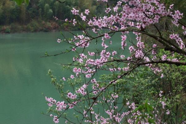 桃花夏季如何修剪，對桃花進(jìn)行摘心以及疏枝處理