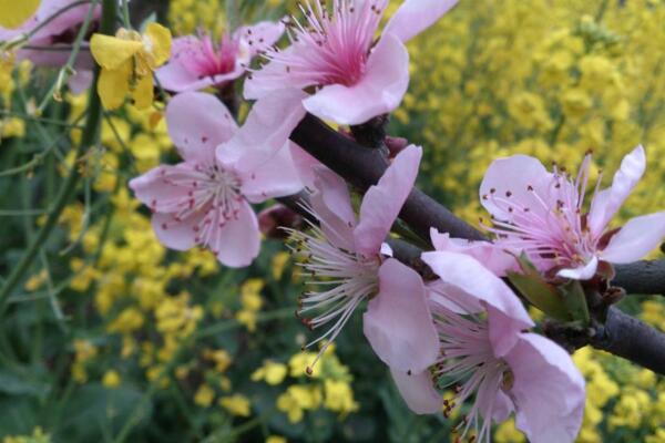 桃花夏季如何修剪，對桃花進(jìn)行摘心以及疏枝處理