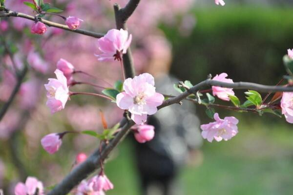 桃花夏季如何修剪，對桃花進(jìn)行摘心以及疏枝處理