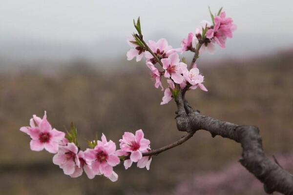 梅花掉葉子是什么原因，可能是土壤、光照不適導(dǎo)致