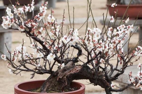 梅花為什么不開花，光照、養分不足導致