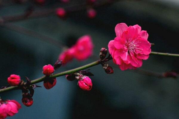 梅花為什么不開花，光照、養分不足導致