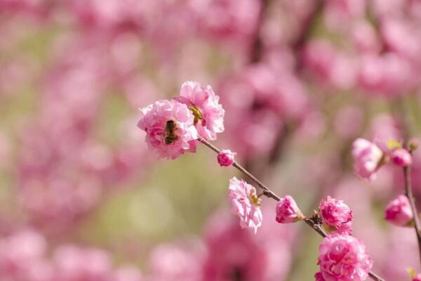 桃花用什么土栽培，使用輕壤土進(jìn)行養(yǎng)護(hù)