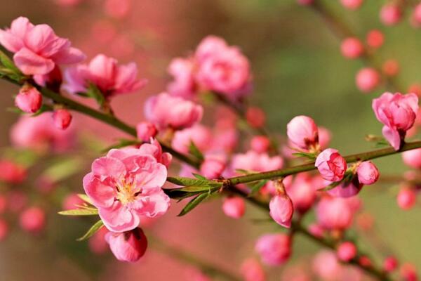 桃花用什么土栽培，使用輕壤土進(jìn)行養(yǎng)護(hù)