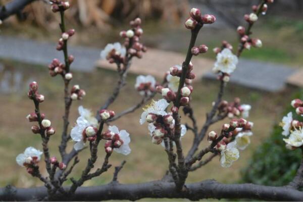 梅花的繁殖方法，扦插、播種、嫁接三種方法進行