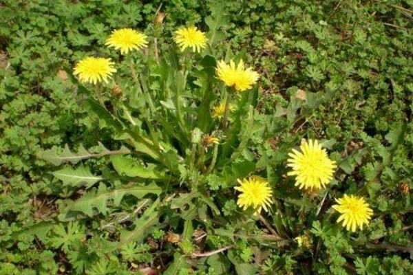 蒲公英和苦菜的區別，可以通過花、葉進行區分