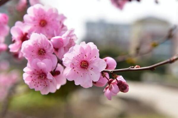 盆栽桃花的養護方法，首先要保證盆土的適宜