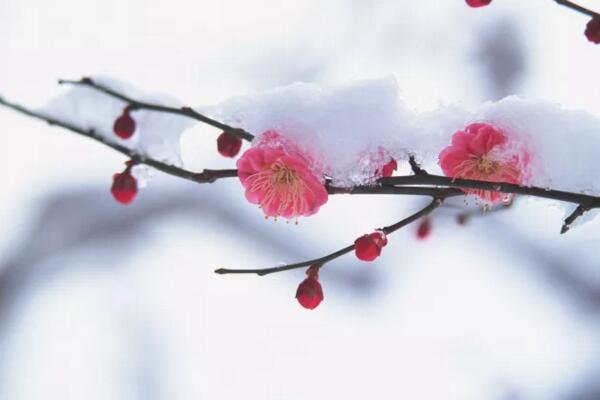 梅花與桃花的區別，通過花期、顏色、高度進行區分