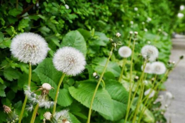 種植蒲公英注意事項(xiàng)，種后養(yǎng)護(hù)非常關(guān)鍵