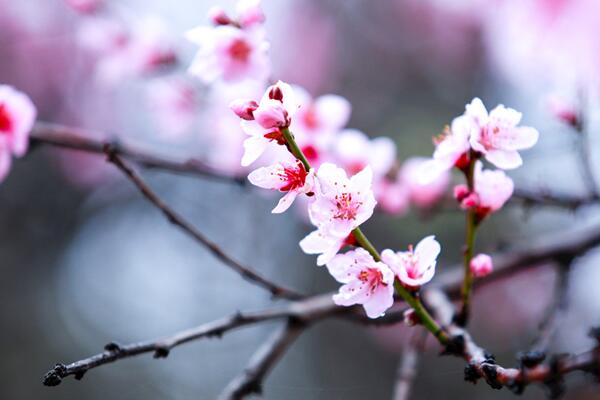 桃花盆景怎樣越冬，做好保溫措施并保證光照