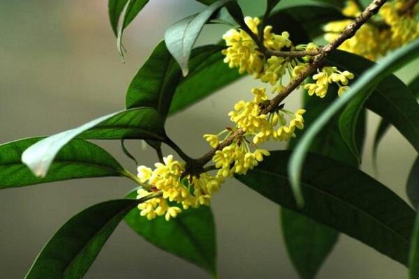 桂花樹幾年開花，養護5年以上才能開花