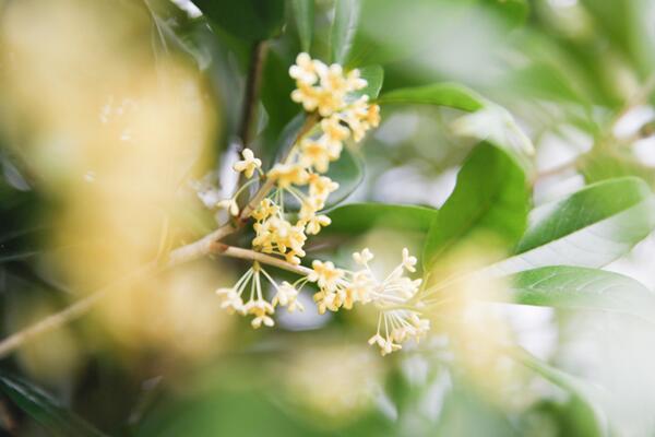 桂花修剪方法圖解，5步即可完成桂花的修剪