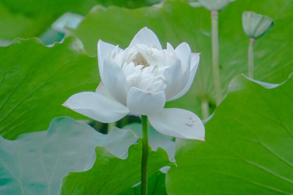 如何延長荷花花期，加強光照并保證養(yǎng)分