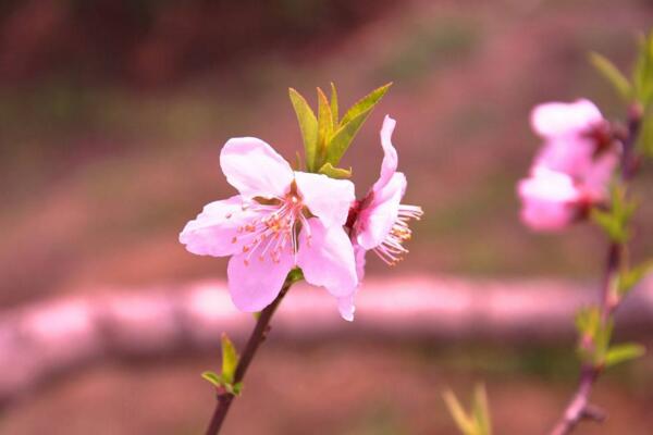 桃花冬天怎么養(yǎng)，北方地區(qū)需搬入室內(nèi)養(yǎng)護(hù)