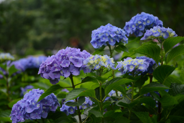 繡球花怎么在花瓶里養(yǎng)，確保通風(fēng)性和陽(yáng)光適宜