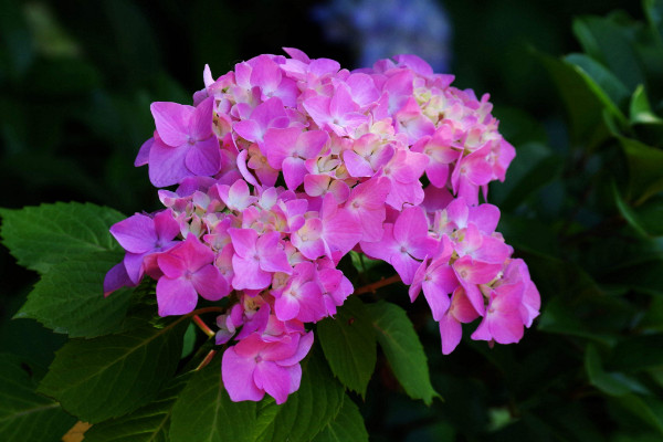 繡球花怎么在花瓶里養(yǎng)，確保通風(fēng)性和陽(yáng)光適宜