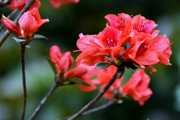 杜鵑花開花后怎么修剪，剪掉殘花和爛枝